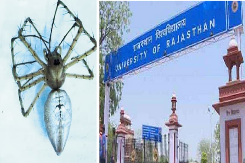 Rajasthan University Great Achievement Discovered a New Species of Insect Eating Green Lynx spider Know what is connection Churu