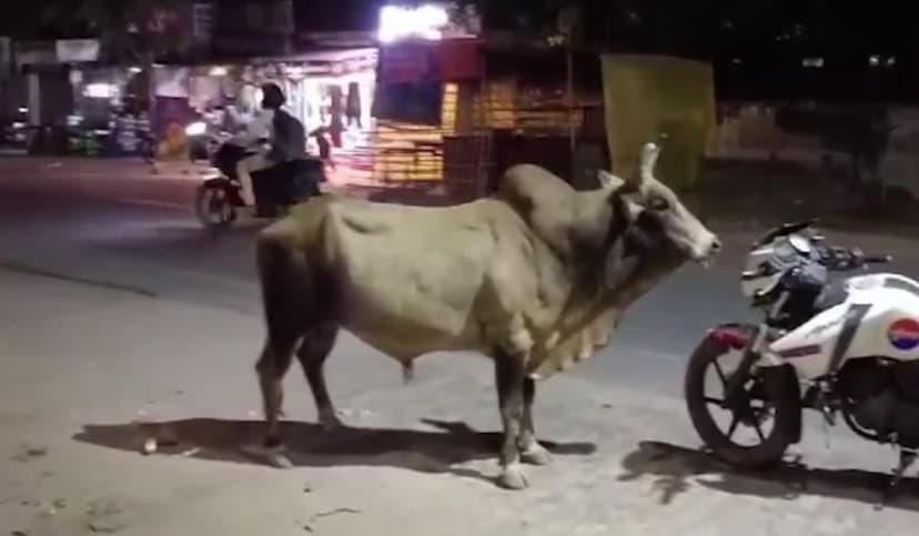 Hardoi Bull Fight Video