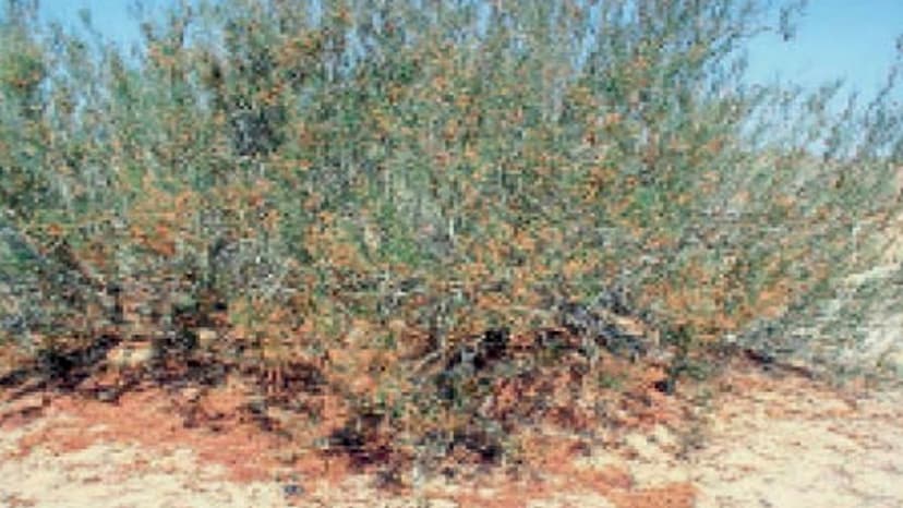 Health benefits of desert plant Phogada