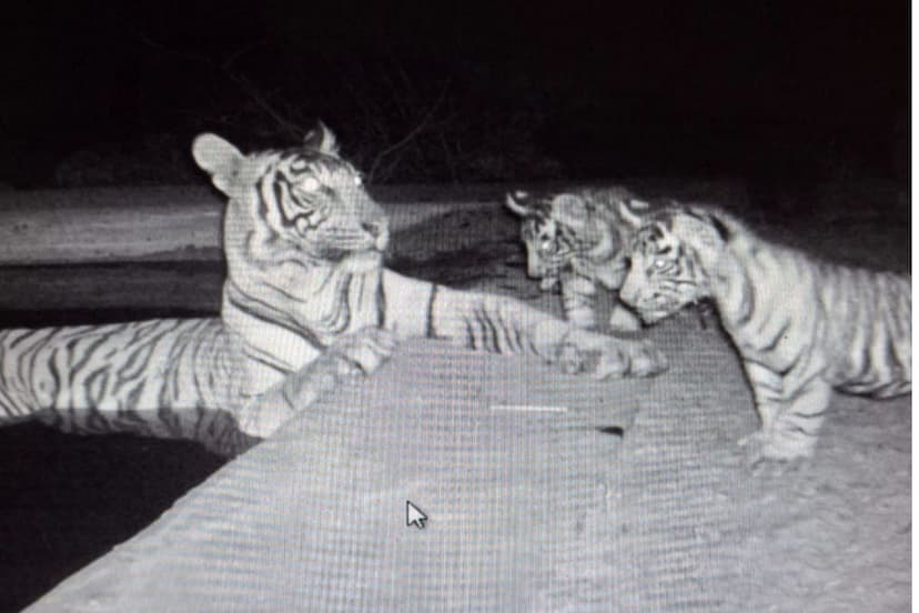 Rajasthan News Sariska Tiger Reserve Big good news Tigress ST-27 Gave birth to two cubs