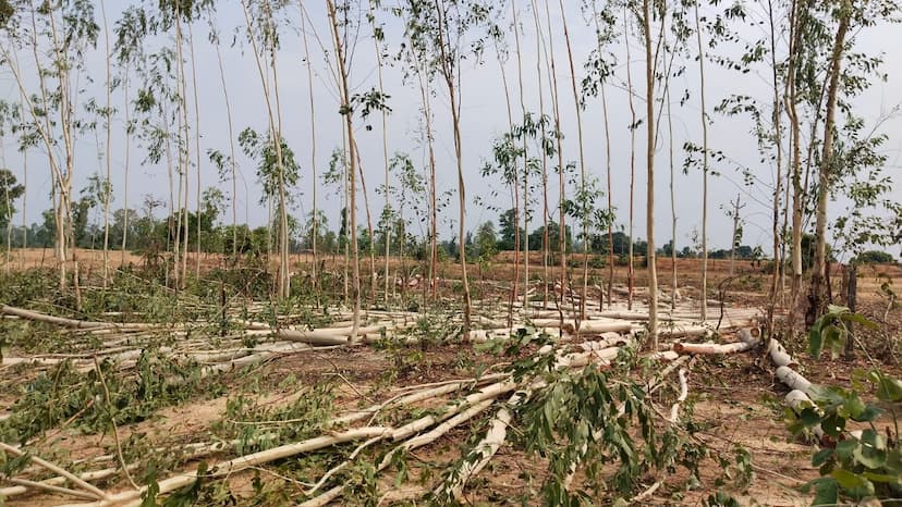 CG sandalwood smuggling: Eucalyptus trees are being chopped in Chhattisgarh