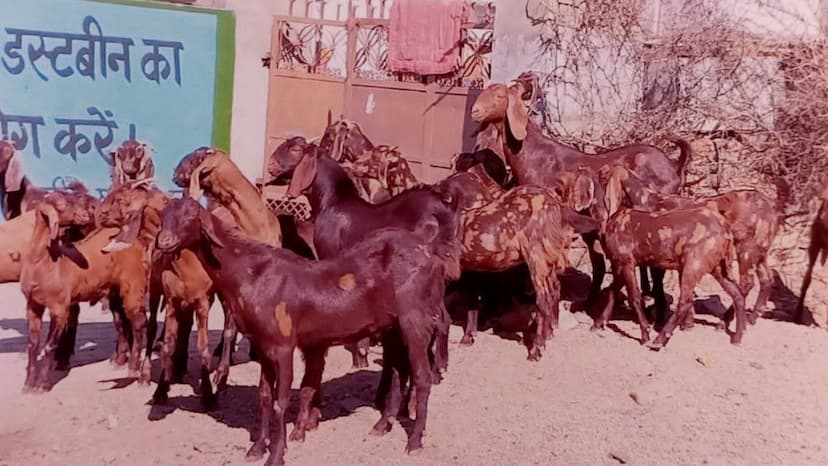 Sirohi breed of goat