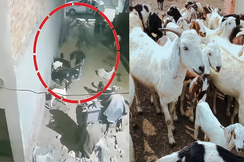 CG Crime - Goat smugglers caught in Bhilai
