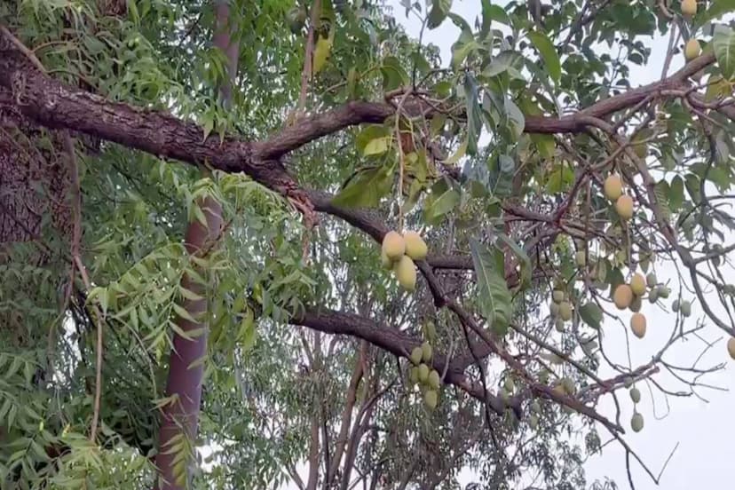 Amazing mangoes hanging on Neem tree