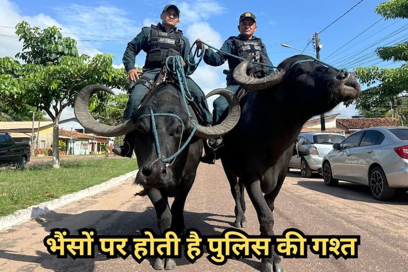 police patrolling on buffaloes In Brazil