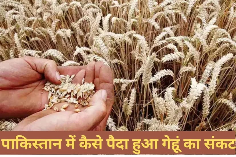 Wheat crop ruined in Pakistan