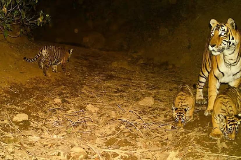 Tigress with cubs came in front of bike