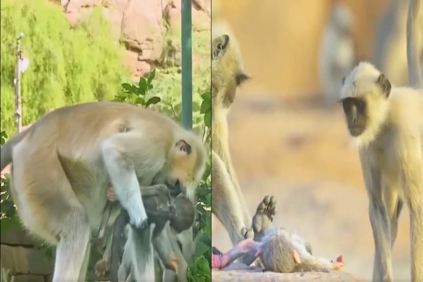 Monkey Robot Video viral, other monkey started crying