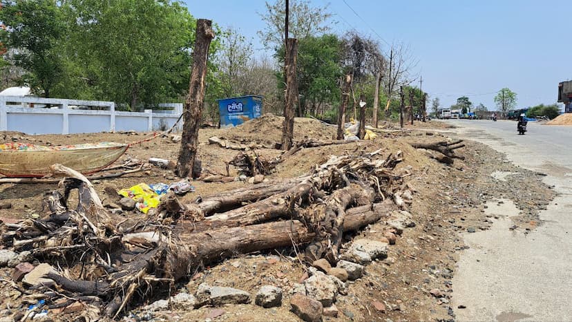 शहर से काटने के बाद राजघाट रोड पर लगाए पेड़ सूखे