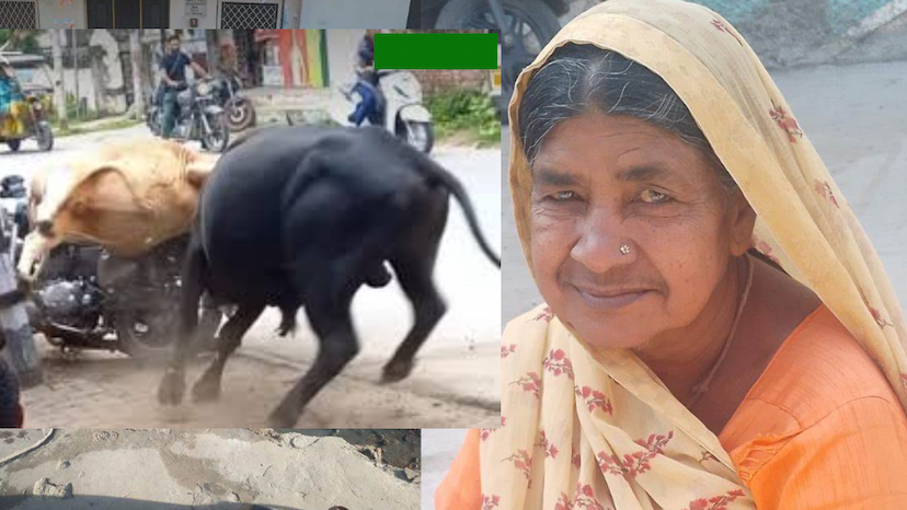 Ratlam bulls fight Woman dies in fight between two bulls in Ratlam