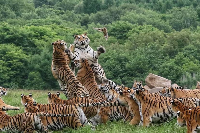 biggest tiger family