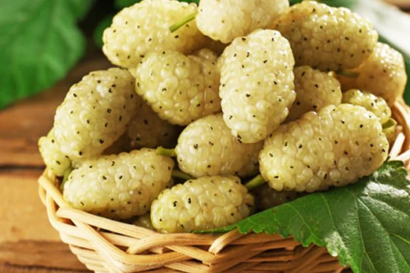 benefits white mulberry