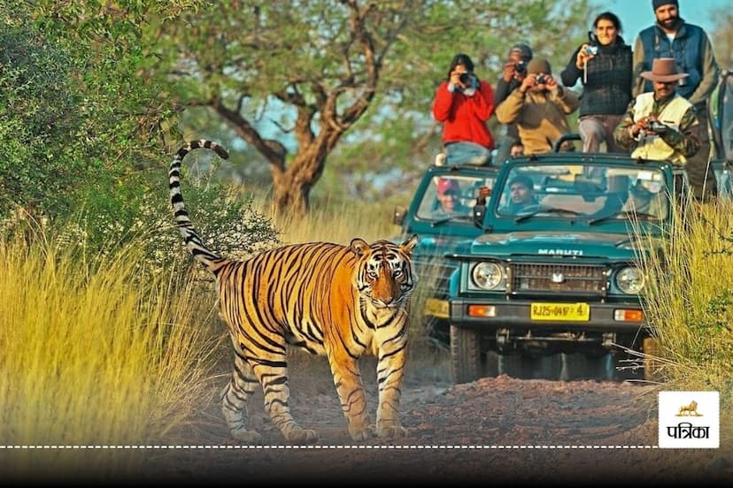 5 Famous Tiger Reserves In Rajasthan