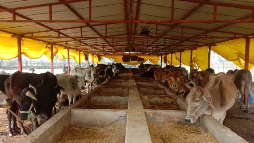 7 cows died in cowshed in Amroha