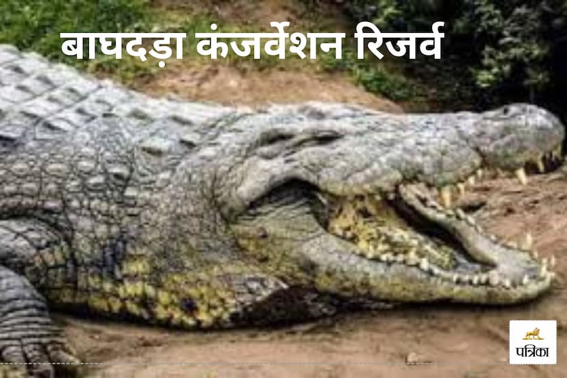 Rajasthan Udaipur New Attraction Crocodiles will Entertain Tourists in Baghdara