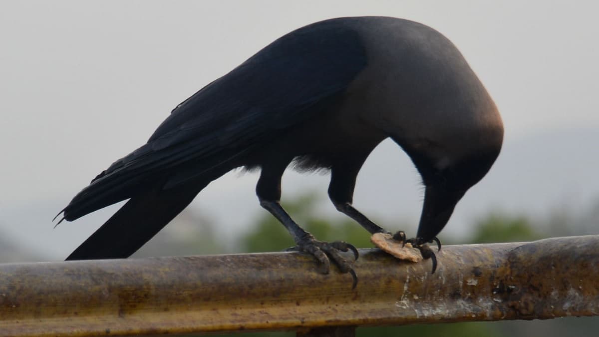 Rajasthan Hot Weather Thirsty Crow story