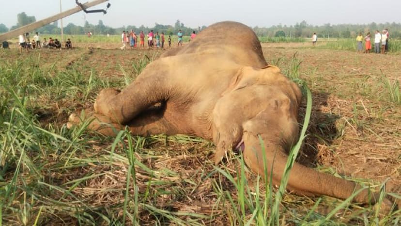CG Elephant Terror in Baikunthpur