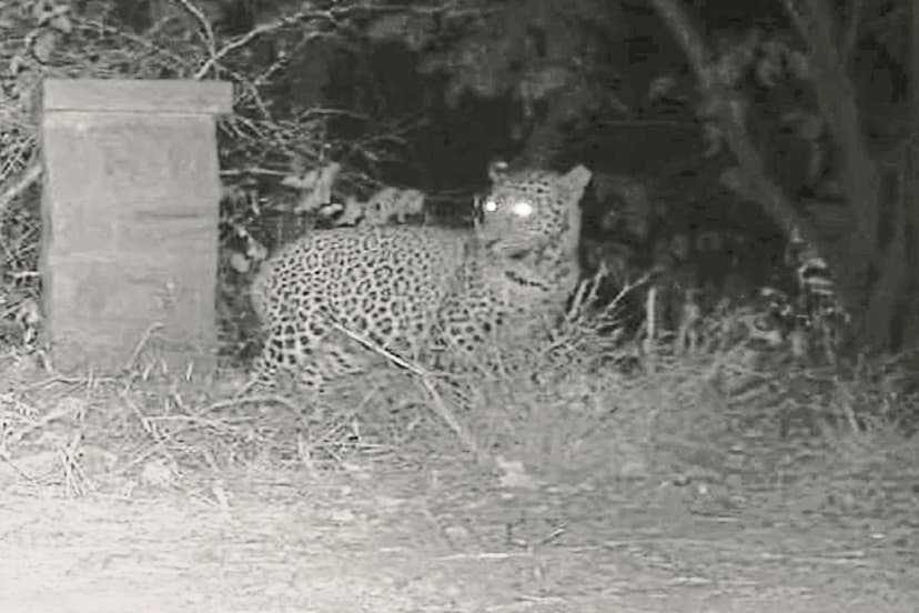 Rajasthan Jodhpur Machia Safari Park Panther missing drone also fails forest department worried