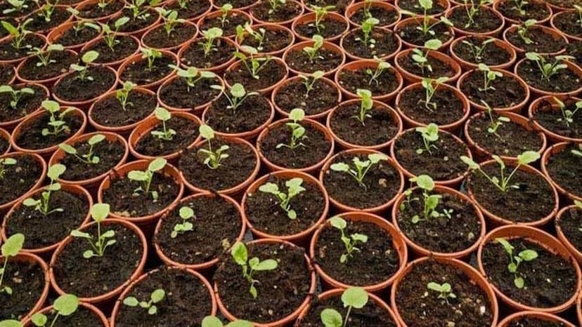 Rajasthan government made plants available online