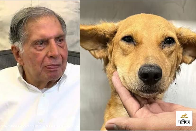 stray dog Ratan Tata