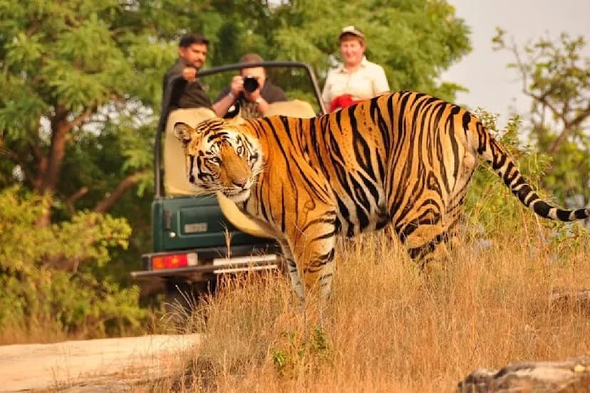 Tiger safari