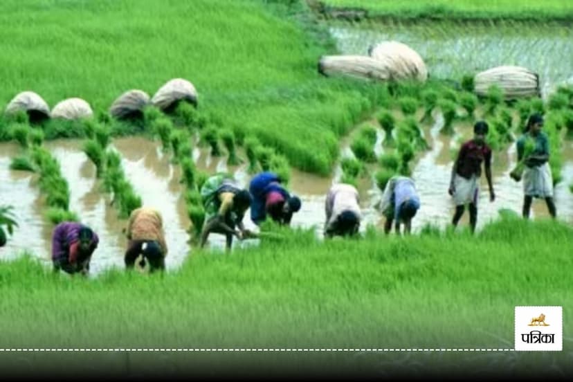 Yogi Government Big Decision: पंजाब-हरियाणा के बाद यूपी में योगी सरकार का बड़ा फैसला, 60 दिन में तैयार होने वाले धान की खेती पर रोक