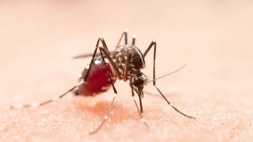 Zika Virus Enters India, Know Symptoms