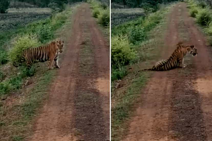 tiger sighting video