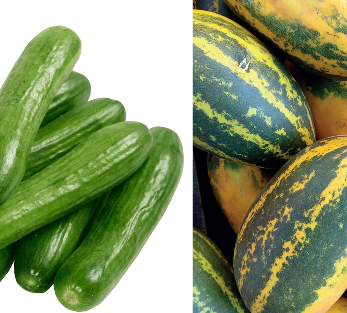 Cucumber, Madras Cucumber, and Gavthi Cucumber: A Treasure Trove of Health, Get Triple Benefits