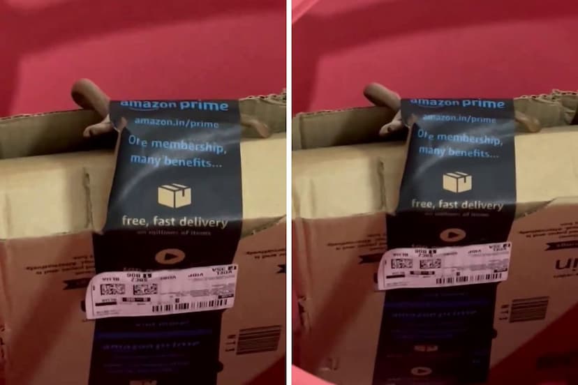 cobra in Amazon package