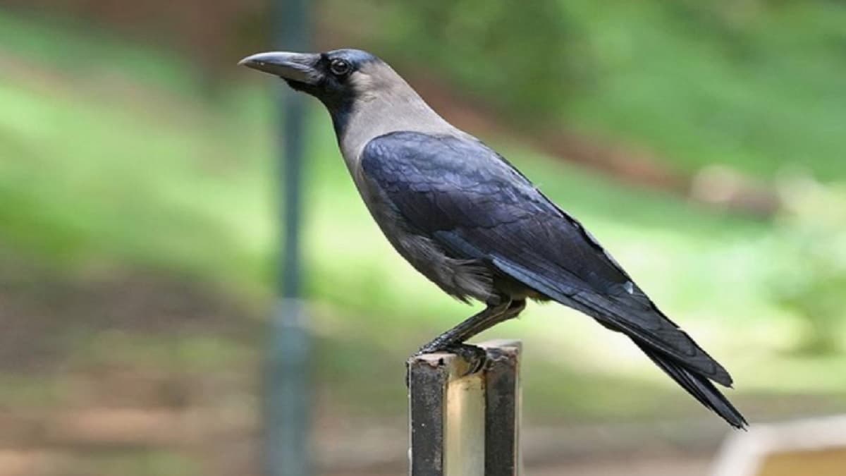 Rajasthan Hot Weather Thirsty Crow story