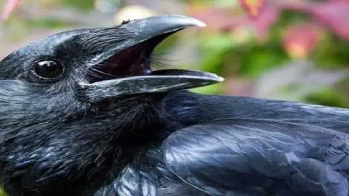 Rajasthan Hot Weather Thirsty Crow story