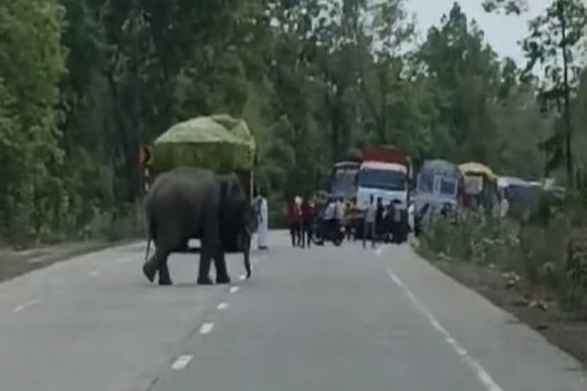 CG Elephant Terror