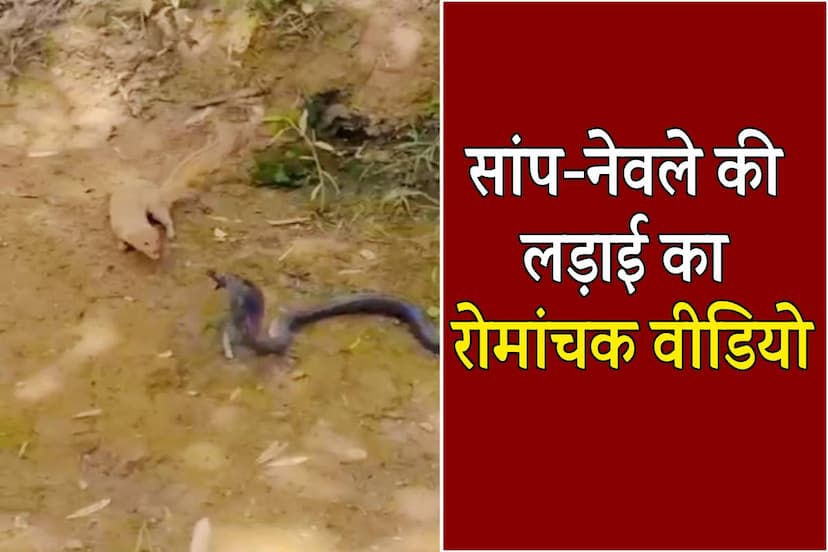 Snake Mongoose Fight Video