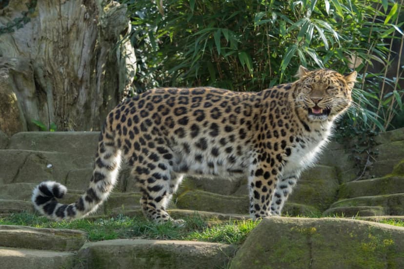 13 lakh years ago, leopards weighing 200 kg were found on earth.