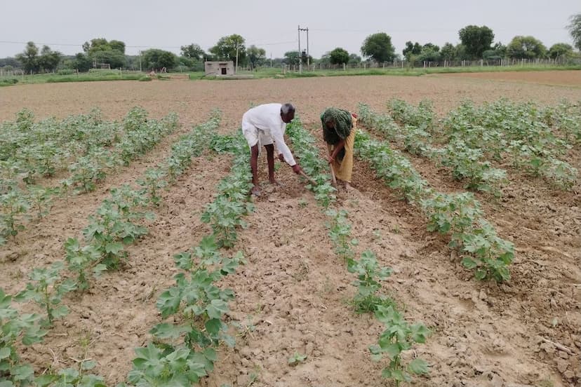 भीलवाड़ा जिले में लक्ष्य का 98 फीसदी हो चुकी खरीफ की बुवाई