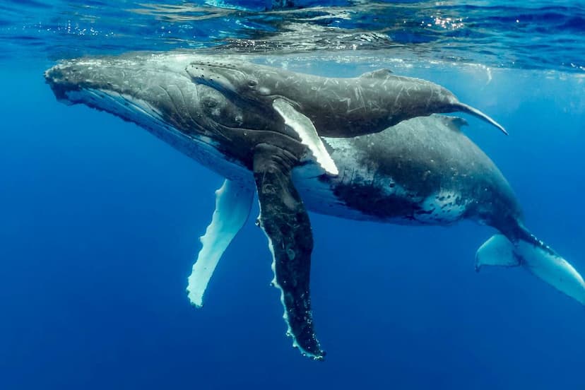 Canada Whale.