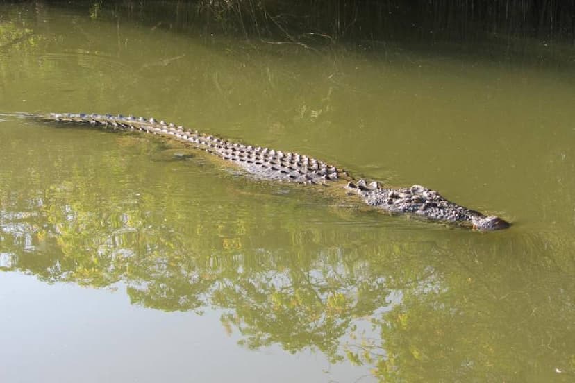 Crocodile Attack