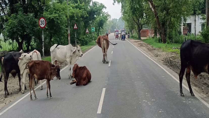 Danger of animal attack on roads amid Kanwar Yatra in amroha