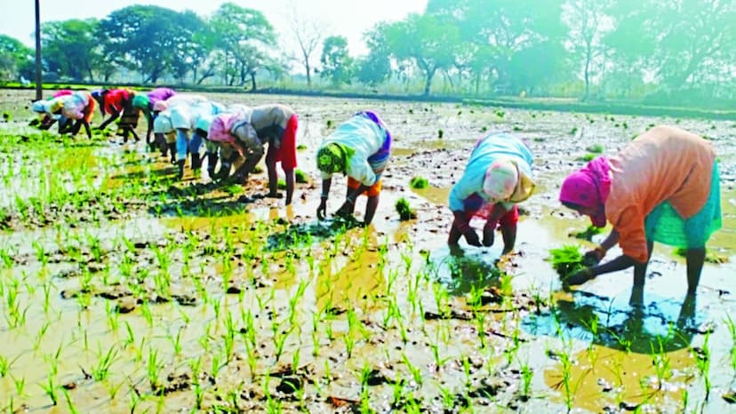 बालोद जिले में बीते कुछ सप्ताह से तो काले बादल छा रहे हैं लेकिन बिना बरसे ही लौट जाते हैं। सबसे बड़ी बात यह है की इस मानसून सीजन में आधा आषाढ़ माह बीत गया है लेकिन इस बार उम्मीद के अनुरूप बारिश नहीं हुई है, जिससे किसान काफी चिंतित हैं।