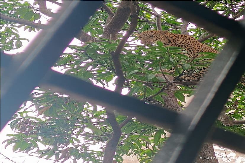 Leopard in Bus Stand