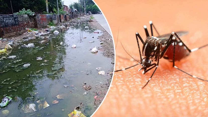 Mosquitoes Breed in Rainwater