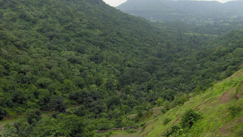 उच्च कार्बन डाइऑक्साइड वृद्धि दर का एक प्रमुख कारण रिकॉर्ड उच्च तापमान था जिसने अमेज़ॅन और अन्य वर्षावनों में वनस्पति को सुखा दिया।