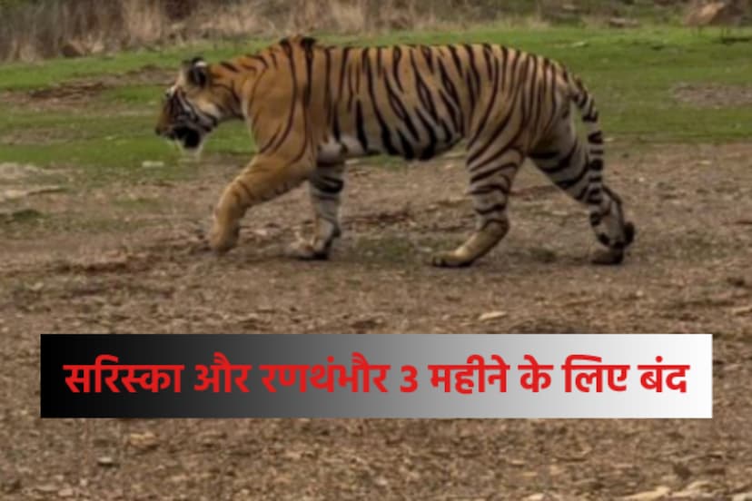 Sariska and Ranthambore tiger reserves