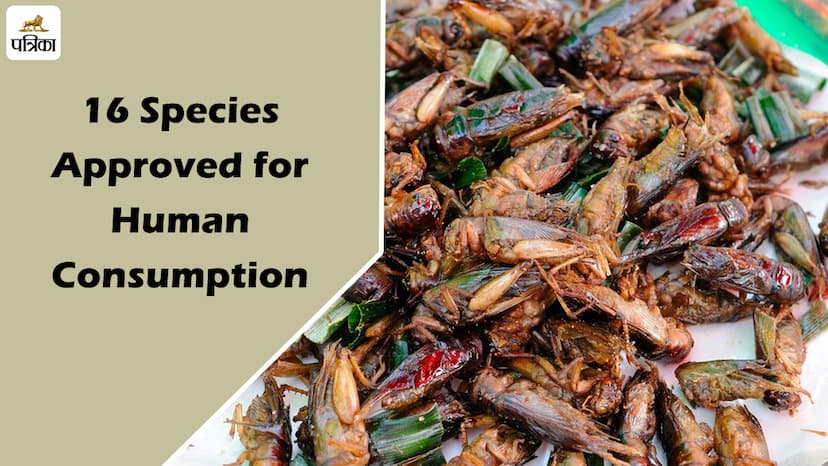 Singapore Approves 16 Insect Species as Food