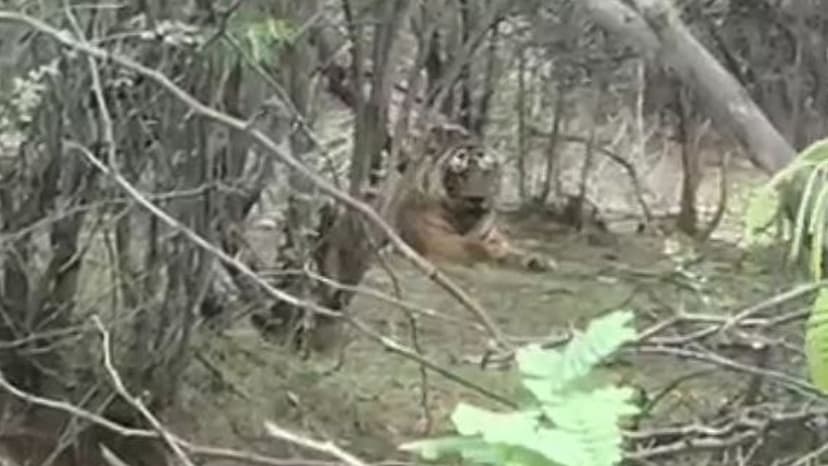 Tiger In Ranthambore