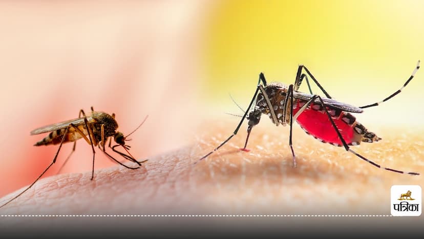 Zika Virus and Dengue