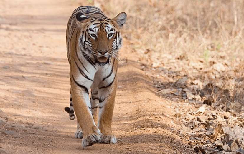 World tiger day 2024