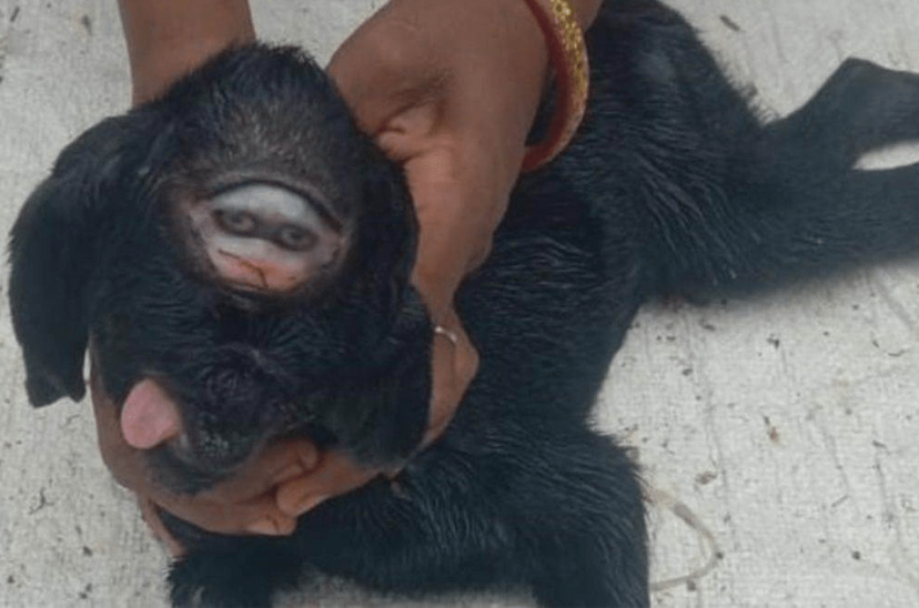 Goat child looks like a monkey in Puniyavat of Alirajpur