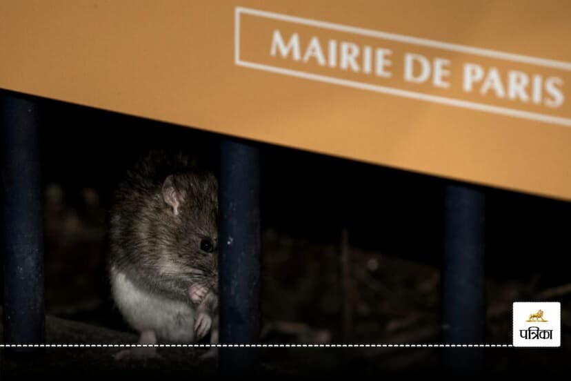 rats in paris